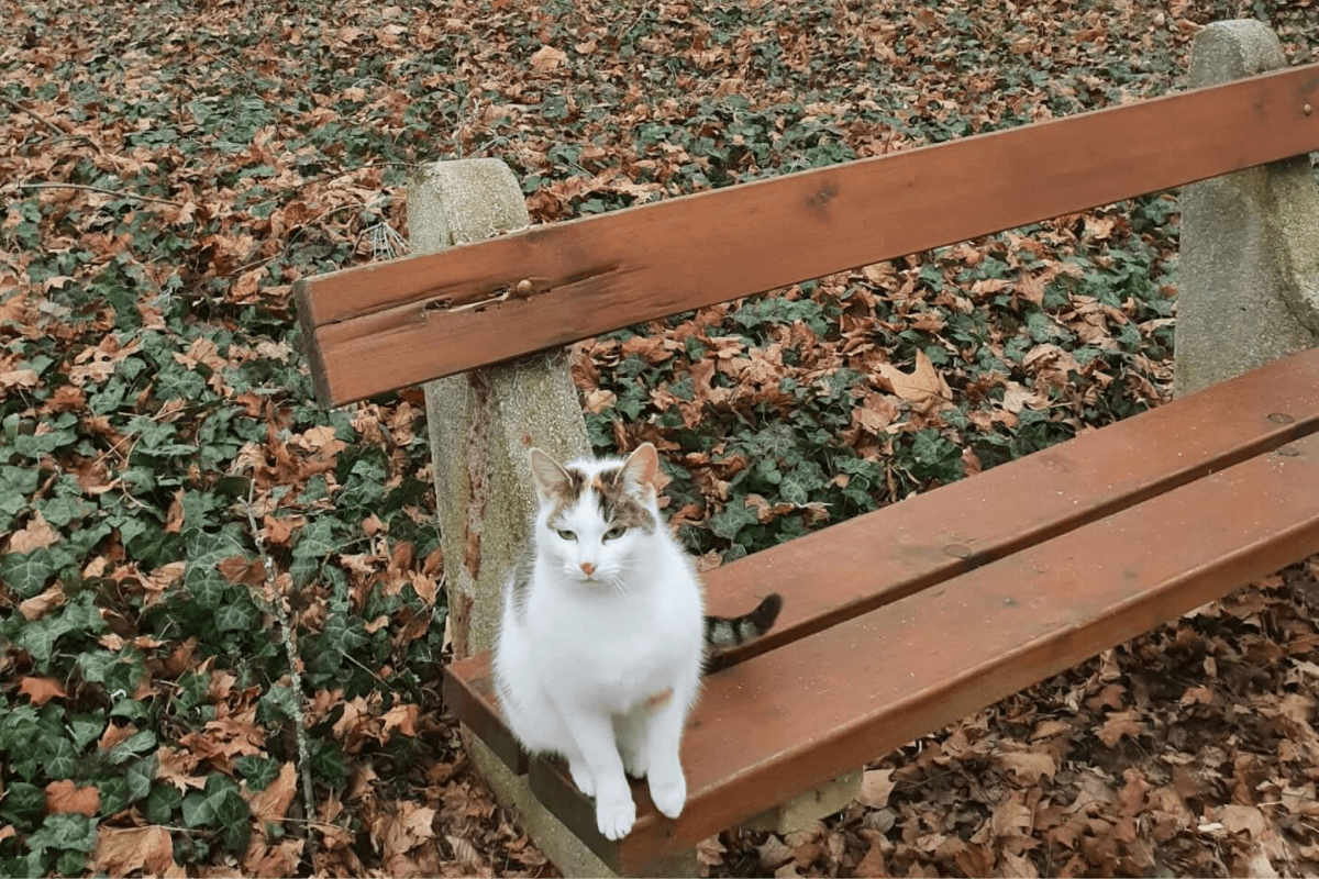 Cica a wellness szálloda udvarában